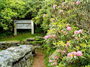 The Craggy Gardens trail begins around the left end of this rock wall at the Craggy Gardens visitor center, seenhere with blooming rhododendrons.