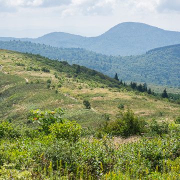 Late Summer on Black Balsam and Sam Knob